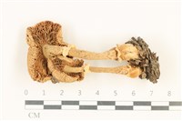 登錄號:F0037636藏品圖，第3張