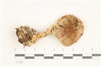登錄號:F0037637藏品圖，第1張