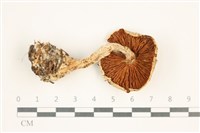 登錄號:F0037637藏品圖，第3張