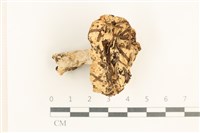 登錄號:F0037638藏品圖，第1張