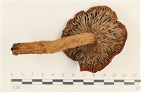 登錄號:F0037641藏品圖，第3張