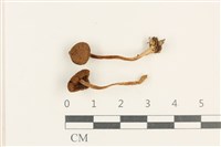 登錄號:F0037642藏品圖，第1張