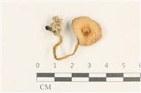 登錄號:F0037646藏品圖，第1張