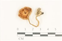 登錄號:F0037646藏品圖，第3張
