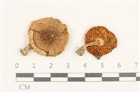 登錄號:F0037647藏品圖，第1張