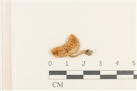 登錄號:F0037648藏品圖，第1張