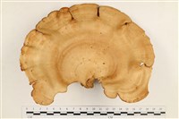 登錄號:F0037651藏品圖，第1張