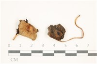 登錄號:F0037653藏品圖，第1張