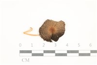 登錄號:F0037655藏品圖，第1張
