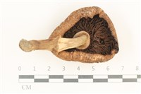 登錄號:F0037656藏品圖，第3張