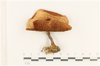 登錄號:F0037657藏品圖，第1張