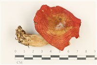 登錄號:F0037659藏品圖，第1張