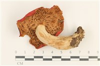 登錄號:F0037659藏品圖，第3張