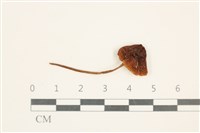 登錄號:F0037664藏品圖，第1張