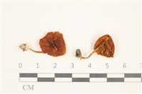 登錄號:F0037665藏品圖，第1張