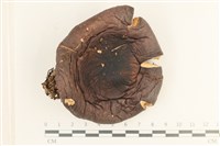 登錄號:F0037666藏品圖，第1張