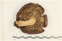 登錄號:F0037666藏品圖，第3張