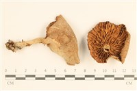 登錄號:F0037670藏品圖，第1張