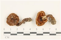 登錄號:F0037671藏品圖，第1張