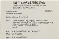 登錄號:F0037672藏品圖，第2張
