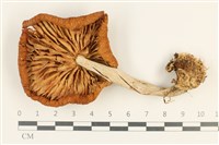 登錄號:F0037678藏品圖，第3張