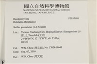 登錄號:F0037680藏品圖，第2張