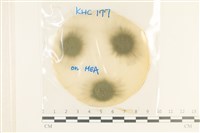 登錄號:F0037681藏品圖，第1張