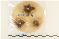 登錄號:F0037682藏品圖，第1張