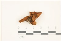 登錄號:F0037686藏品圖，第3張