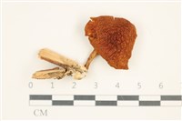 登錄號:F0037688藏品圖，第1張