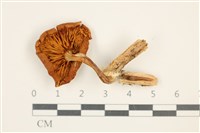 登錄號:F0037688藏品圖，第3張