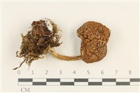 登錄號:F0037690藏品圖，第1張