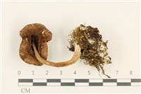 登錄號:F0037690藏品圖，第3張