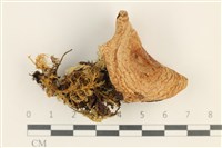 登錄號:F0037692藏品圖，第1張