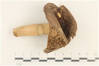 登錄號:F0037693藏品圖，第1張