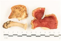 登錄號:F0037694藏品圖，第1張