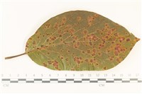 登錄號:F0037701藏品圖，第1張