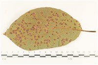 登錄號:F0037701藏品圖，第4張