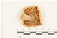 登錄號:F0037730藏品圖，第3張