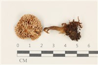 登錄號:F0037731藏品圖，第3張