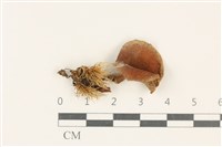 登錄號:F0037732藏品圖，第1張