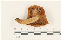 登錄號:F0037734藏品圖，第3張