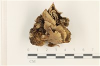 登錄號:F0037736藏品圖，第1張