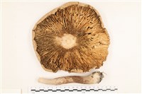 登錄號:F0037742藏品圖，第3張