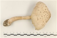 登錄號:F0037743藏品圖，第1張