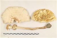 登錄號:F0037744藏品圖，第1張