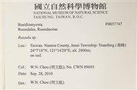 紅菇屬藏品圖，第2張