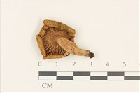 紅菇屬藏品圖，第3張