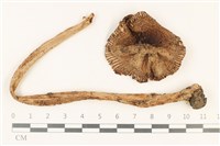 登錄號:F0037748藏品圖，第1張