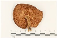 登錄號:F0037753藏品圖，第3張